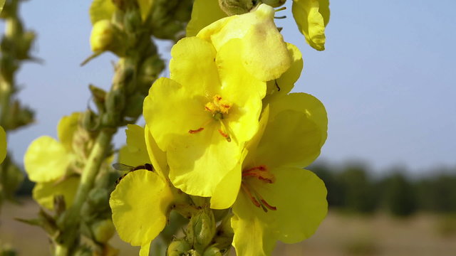 Beautiful yellow black fly on a yellow flower mullein (Verbaskum) close-up.