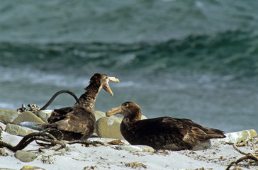 Pétrel géant, nid, adultes,Macronectes gigantes, Iles Falkland