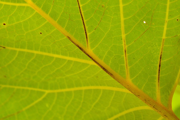 Green leaf