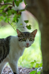 緑の中ののらねこ