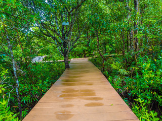 Obraz premium Mangrove forest with wood Walk way
