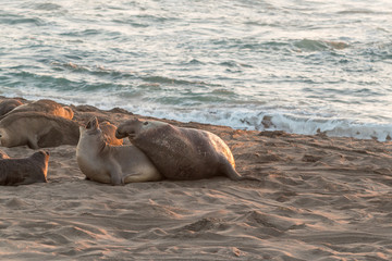 Elephant Seals on Beach in Breeding Season
