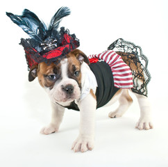 Pirate wench