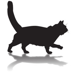 silhouette of a black cat with shadow