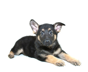 German Shepherd Puppy