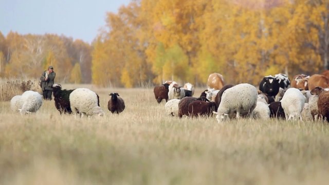 shepherd leads a flock of sheep and cows in field near the