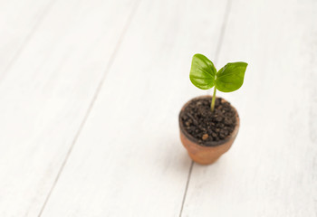 Young plant in the pot with space on background