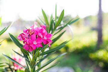 Naklejka na ściany i meble summer pink flower in the garden