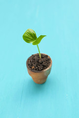 Young plant pot on blue background vertical style