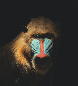 Wild Mandrill Isolated In The Darkness