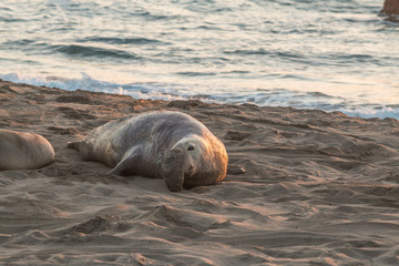 Elephant Seals on Beach in Breeding Season
