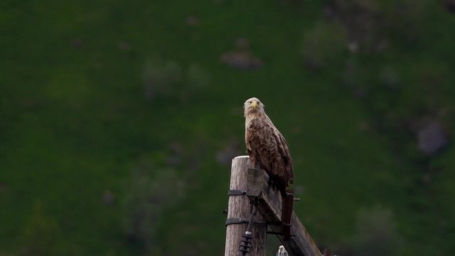 Seeadler auf den Lofoten
