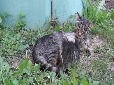Katzenfamilie Teil 1