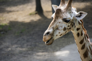 Giraffe Close Up Smiling