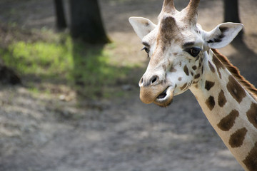 Giraffe Funny Face