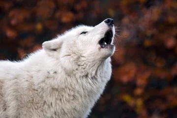 Afwasbaar Fotobehang Wolf Howling white wolf