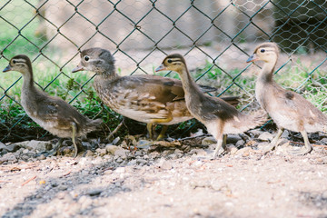 Chicks duck
