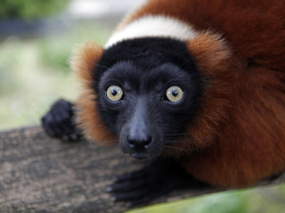 Red Lemur