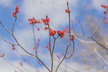 Closeup of Red Maple tree blossoms in late April.