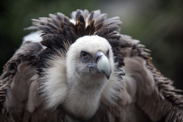 Vulture