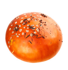 Pileus of amanita muscaria mushroom with pieces of dirt