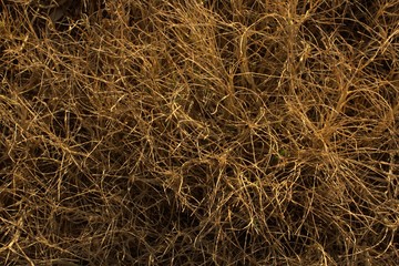 Texture hay closeup in color. Fodder for livestock and construction material.