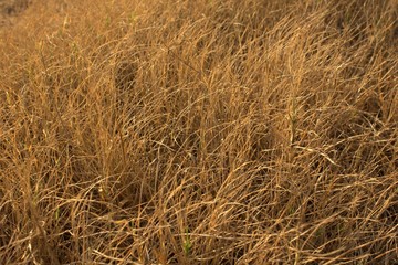 Texture hay closeup in color. Fodder for livestock and construction material.