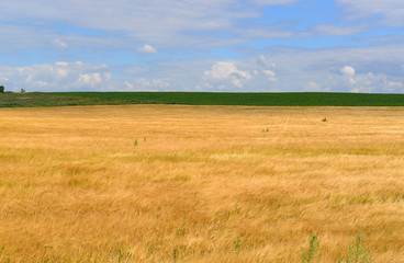 Fototapeta na wymiar Ripe rye field on sunny day in July