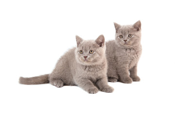 Two kittens British lilac on white background. Two months.