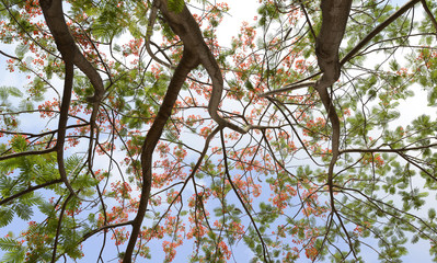 Red Flowers and Green Leaves of Flame Tree