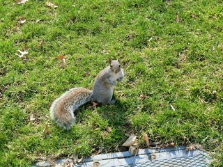 New York Eichhörnchen