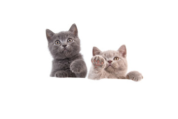 Two kitten British on white background. Cat peeking from behind. Two months.