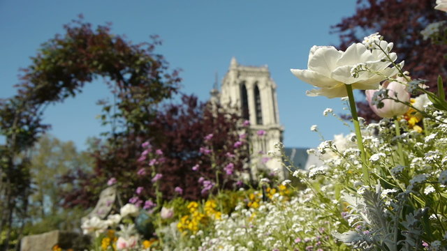 Flowers and the Notre Dame during spring. Paris, France