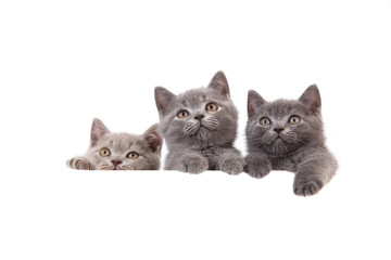 Three kitten British on white background. Cat peeking from behind. Two months.