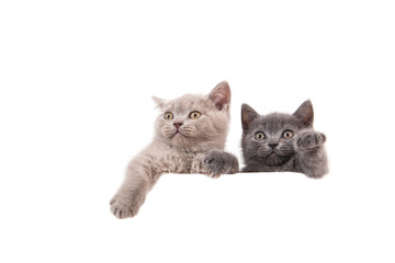 Two kitten British on white background. Cat peeking from behind. Two months.