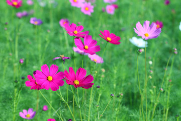Obraz na płótnie Canvas Cosmos flower (Cosmos Bipinnatus) with blurred background