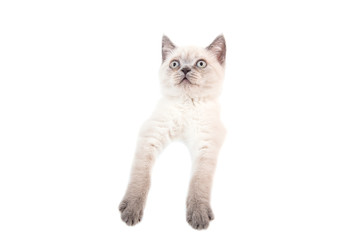 Kitten British point on white background. Cat peeking from behind. Two months.
