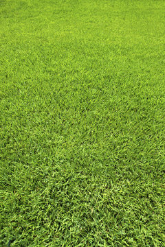 Background of Perfect Cut Green Grass