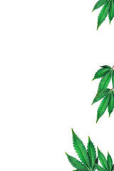 marijuana leaves on a white background