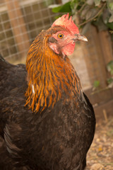 Hens in a free range farm. This hens lay first quality organic eggs.