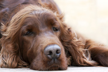 Lazy dog resting on the ground, head face close-up