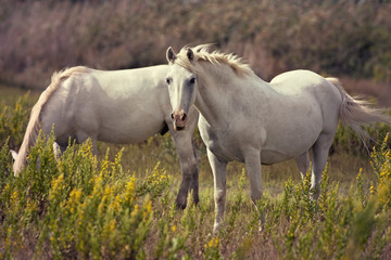Obraz na płótnie Canvas Beautiful white grazing horses