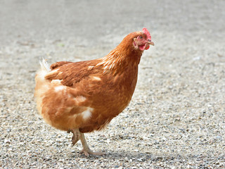 Chicken (Gallus gallus domesticus)
