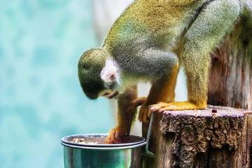 Crédence de cuisine en verre imprimé Singe Common squirrel monkey