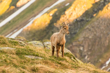 Alpensteinbock
