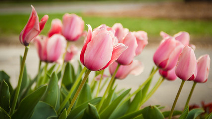 Pink Tulips