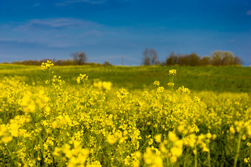 Field Mustard