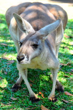 Känguru im Australien Zoo