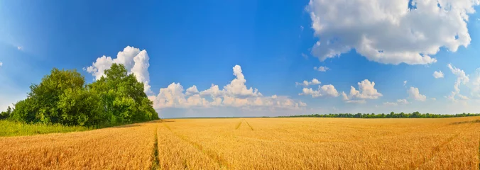 Photo sur Plexiglas Campagne Champ de blé dans la campagne d& 39 été