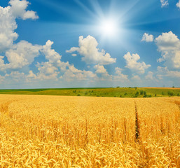 Wheat field